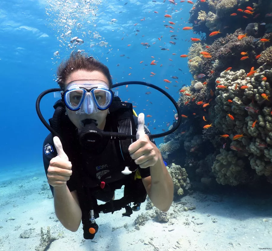 Дайвинг Paradise Blue Diving Center в Дубаи: Хобби, Дайвинг, Плавание, Рыбы,