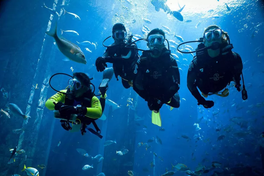 Дайвинг Paradise Blue Diving Center в Дубаи: Хобби, Дайвинг, Плавание, Рыбы,