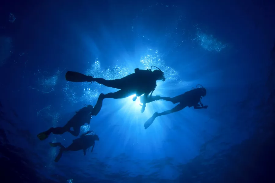Дайвинг Scuba Hub, diving club в Дубаи: Дайвинг, Плавание, Рыбы, Fish, Diving, Swimming,
