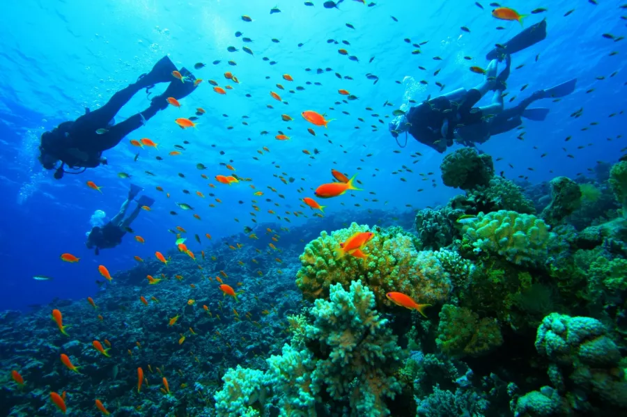 Дайвинг Scuba Hub, diving club в Дубаи: Дайвинг, Плавание, Рыбы, Fish, Diving, Swimming,