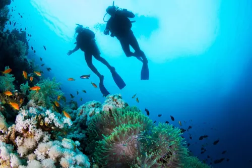 Дайвинг Divers Down  в  Дубаи