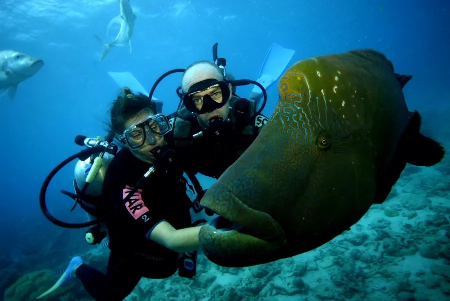 Дайвинг Divers Down в Дубаи: Дайвинг, Плавание, Рыбы, Fish, Diving, Swimming,