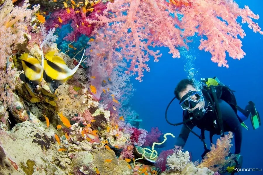 Дайвинг Divers Down в Дубаи: Дайвинг, Плавание, Рыбы, Fish, Diving, Swimming,