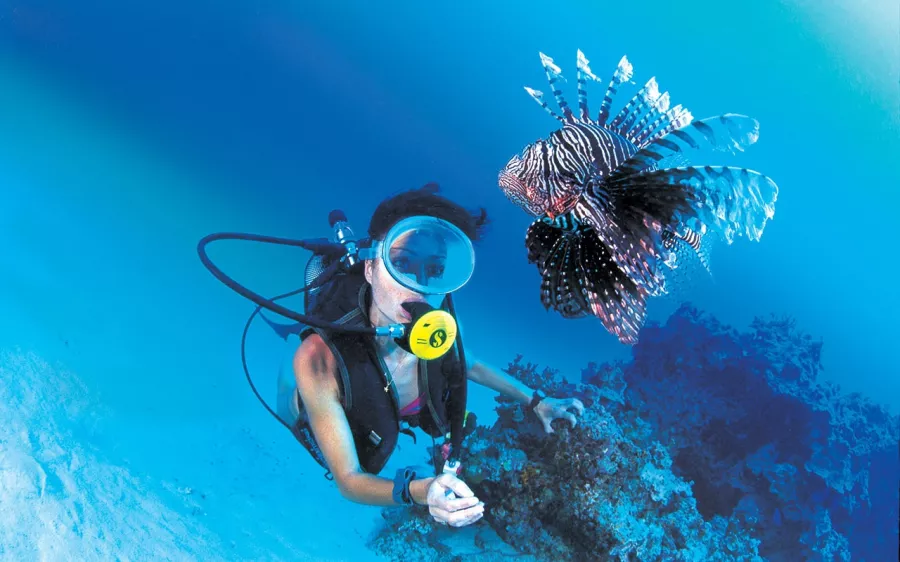 Дайвинг Divers Down в Дубаи: Дайвинг, Плавание, Рыбы, Fish, Diving, Swimming,