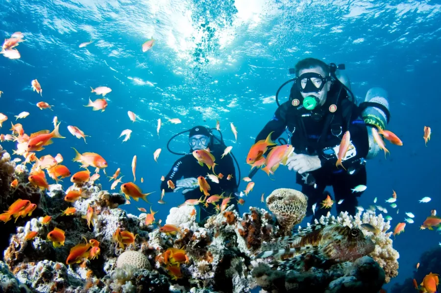 Дайвинг Mermaid Diving Center в Дубаи: Дайвинг, Плавание, Природа, Fish, Diving, Swimming,