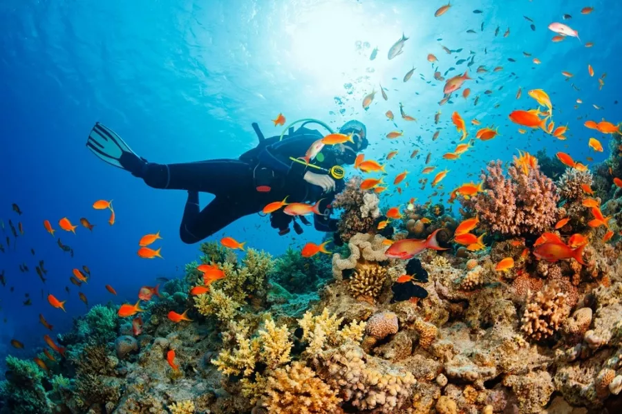 Дайвинг Mermaid Diving Center в Дубаи: Дайвинг, Плавание, Природа, Fish, Diving, Swimming,