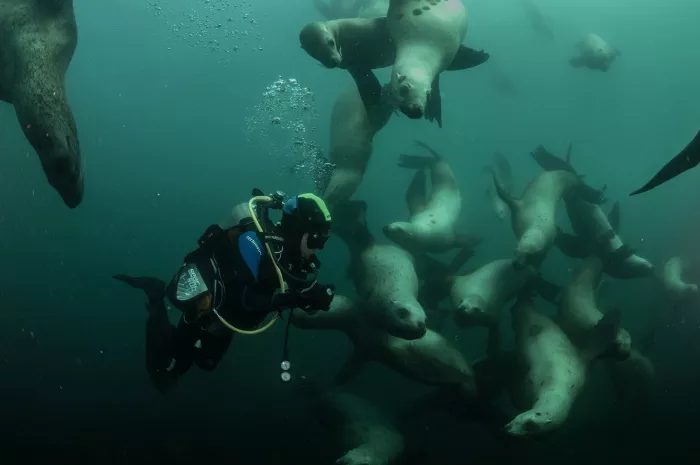 Дайвинг Orca Diving Center Dubai  в  Дубаи