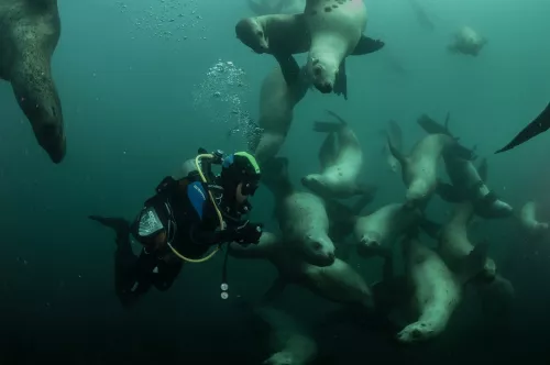 Дайвинг Orca Diving Center Dubai  в  Дубаи