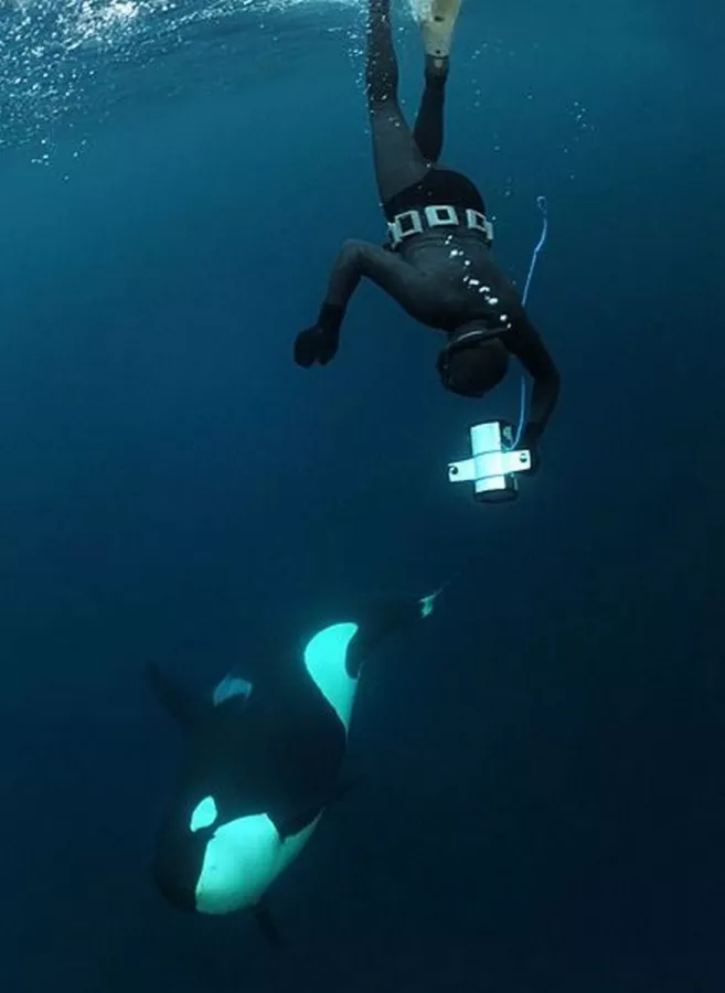Дайвинг Orca Diving Center Dubai в Дубаи: Дайвинг, Рыба, Природа, Fish, Diving, Nature,