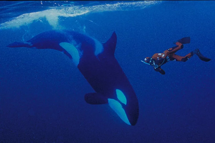 Дайвинг Orca Diving Center Dubai в Дубаи: Дайвинг, Рыба, Природа, Fish, Diving, Nature,