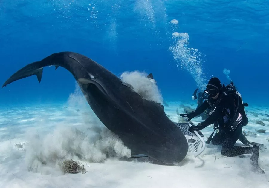 Дайвинг Orca Diving Center Dubai в Дубаи: Дайвинг, Рыба, Природа, Fish, Diving, Nature,