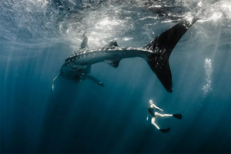 Дайвинг Orca Diving Center Dubai в Дубаи: Дайвинг, Рыба, Природа, Fish, Diving, Nature,