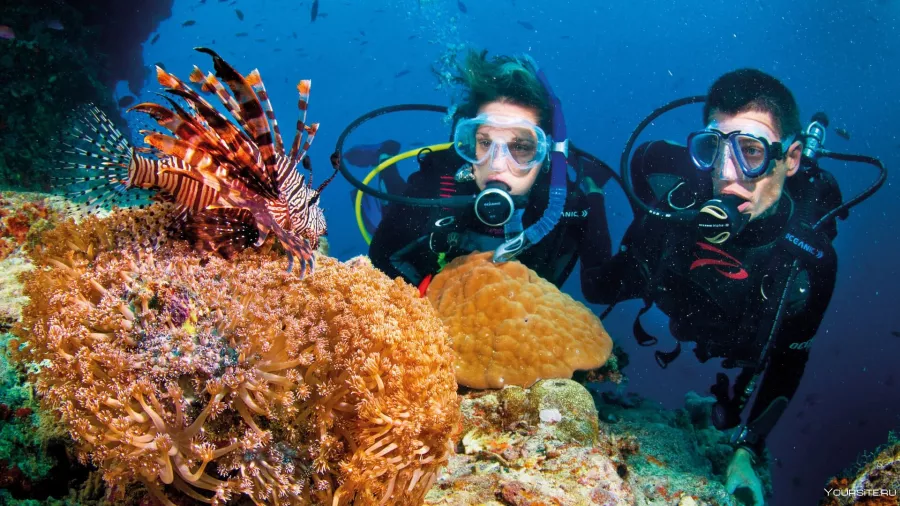 Дайвинг Deep Dive Dubai в Дубаи: Дайвинг, Плавание, Рыбы, Fish, Diving, Swimming,