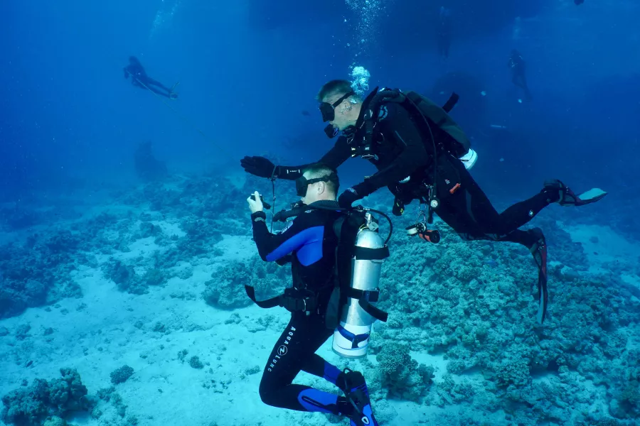 Дайвинг Drar, diving center в Дубаи: Дайвинг, Плавание, Рыбы, Fish, Diving, Nature,