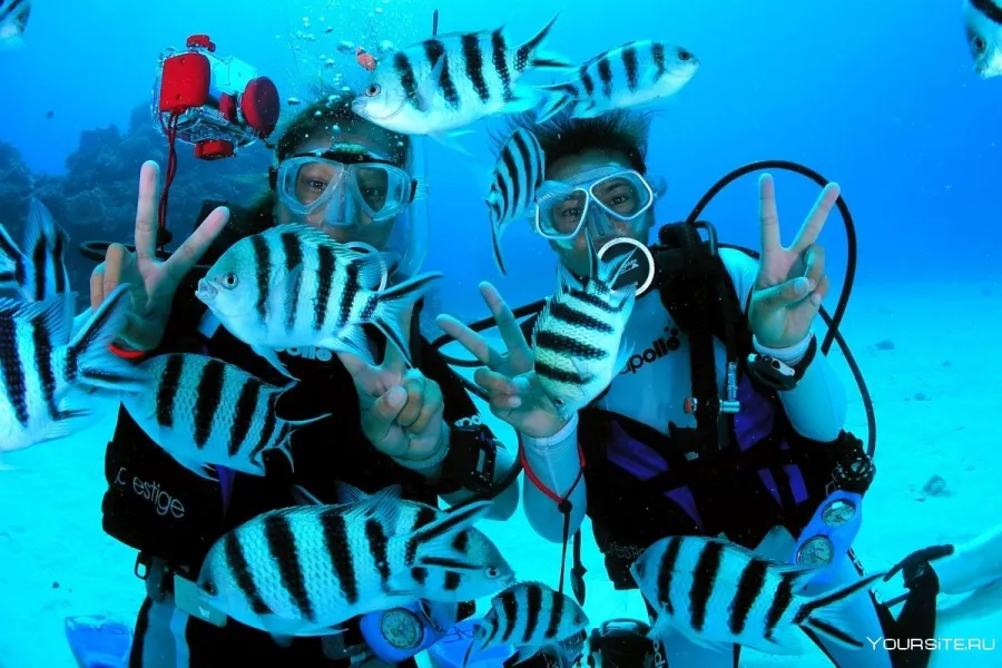 Дайвинг Drar, diving center в Дубаи: Дайвинг, Плавание, Рыбы, Fish, Diving, Nature,