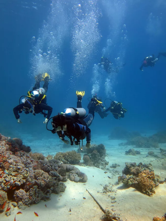 Дайвинг Interdive Diving Service в Дубаи: Дайвинг, Плавание, Рыбы, Fish, Diving, Nature,