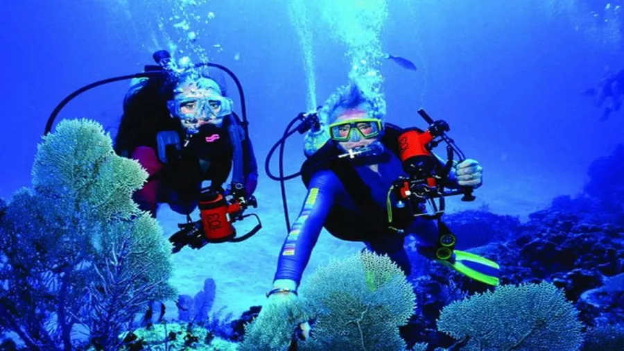 Дайвинг Dive Zone в Дубаи: Дайвинг, Плавание, Рыбы, Fish, Diving, Nature,