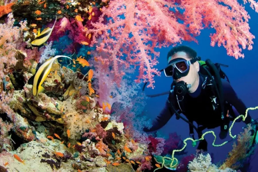 Дайвинг Dive Zone в Дубаи: Дайвинг, Плавание, Рыбы, Fish, Diving, Nature,