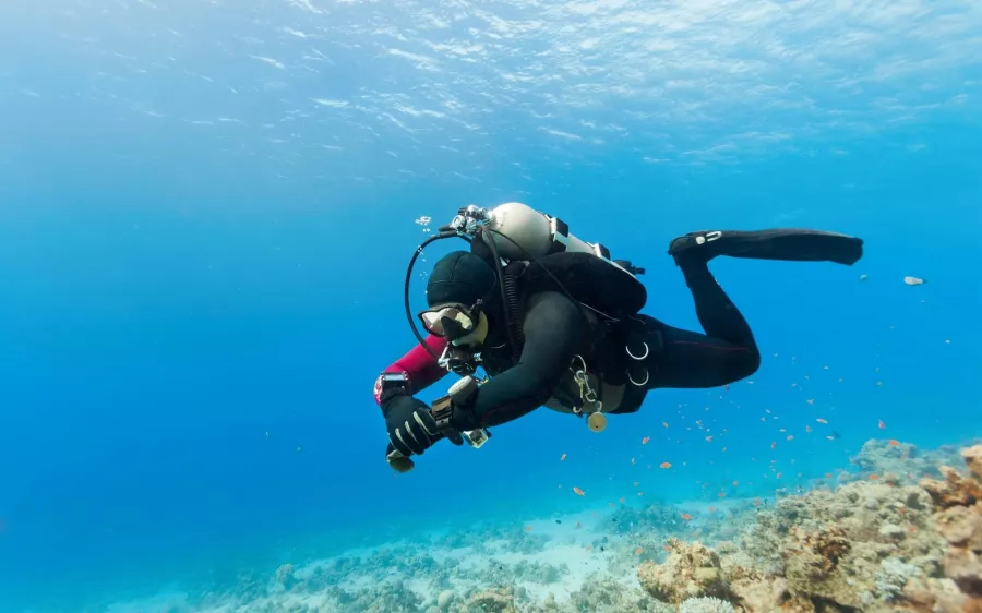 Дайвинг Desert Sports Diving Club в Дубаи: Дайвинг, Плавание, Рыбы, Fish, Diving, Nature,