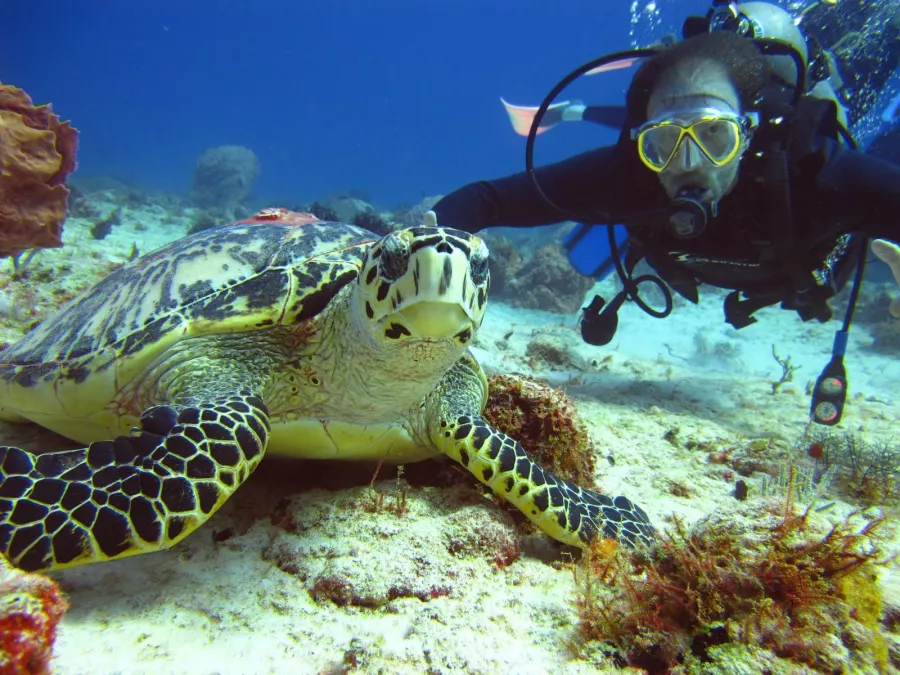Дайвинг Seven Seas Diving Services в Дубаи: Дайвинг, Плавание, Рыбы, Fish, Diving, Nature,