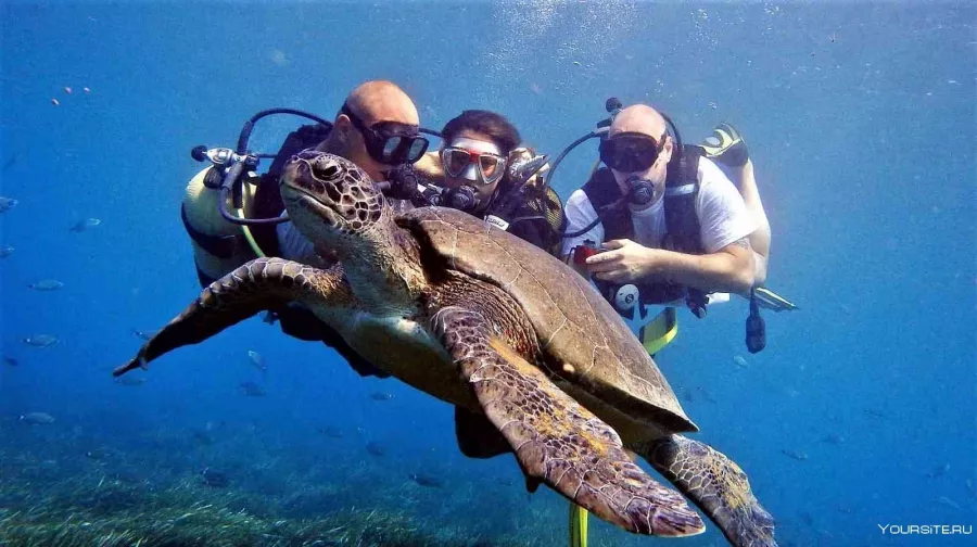 Дайвинг Seven Seas Diving Services в Дубаи: Дайвинг, Плавание, Рыбы, Fish, Diving, Nature,