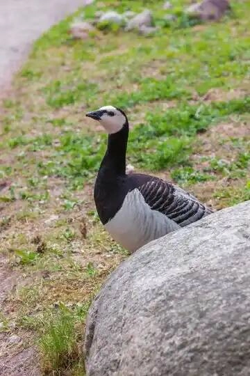 Большое фото 2
