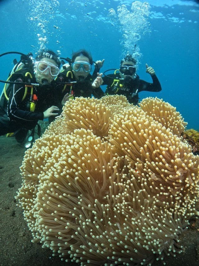 Центр Дайвинга Tulamben Scuba в Бали: Дайвинг, Акваланг, Инструкторы, Diving, Scuba doving, Instructors, Snorkeling , Сноркелинг,