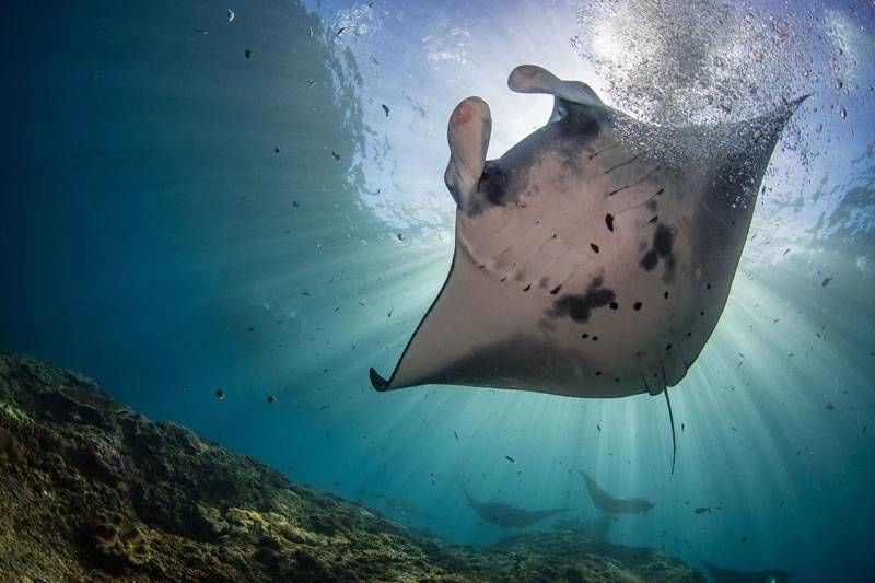 Центр Дайвинга Neptune Scuba в Бали: Дайвинг , Инструкторы, Сноркелинг, Акваланг, Divind, Scuba diving , Instructors, Snorkeling ,