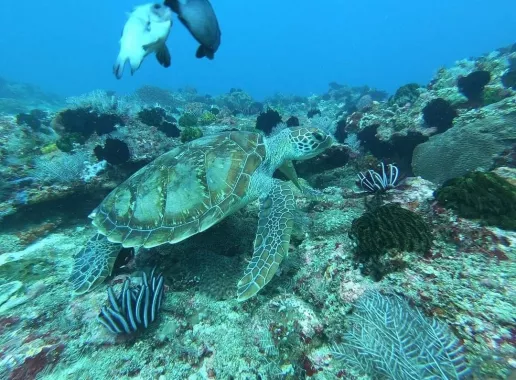 Центр Дайвинга «Geko Dive Bali»