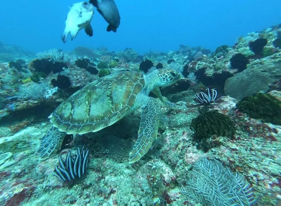 Центр Дайвинга Geko Dive Bali в Бали: Дайвинг, Акваланг, Инструктора, Сноркелинг, Snorkeling , Instructors , Diving, Scuba Diving,