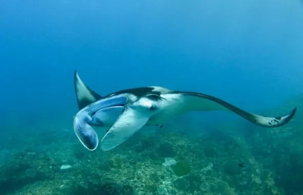 Центр Дайвинга «Geko Dive Bali»