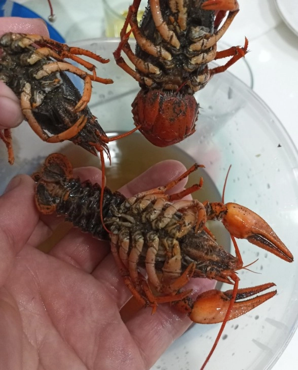 Магазин Дары Камчатки на Дорожной в Краснодаре: Морепродукты, Рыба, Раки, Банные закуски, Доставка, Разливное пиво, Доступные цены,