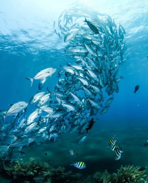 Центр Дайвинга Dive Concepts Pemuteran на Бали