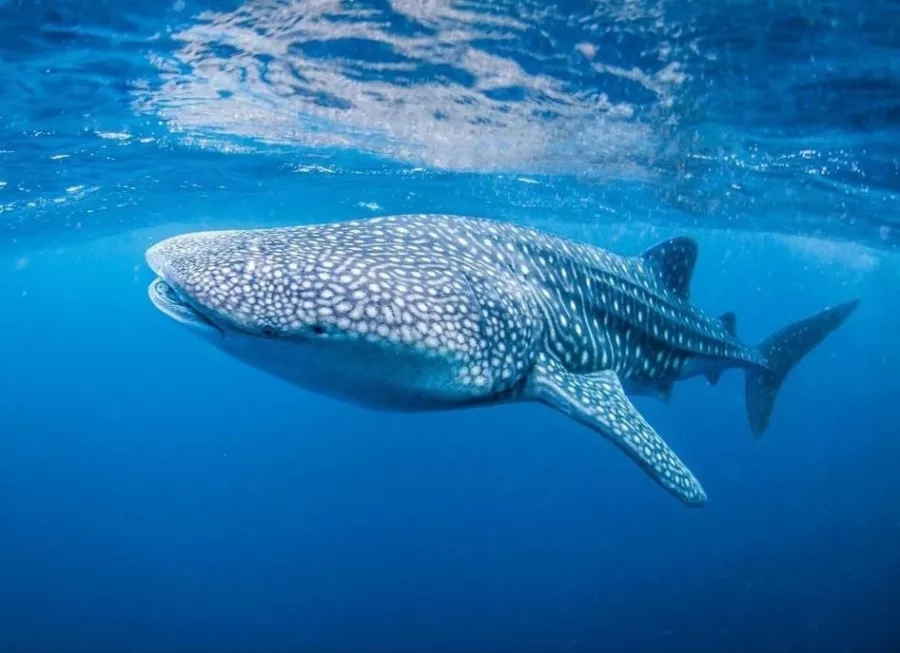 Центр Дайвинга Dive Concepts Pemuteran в Бали: Дайвинг, Сноркелинг , Акваланг, Scuba diving , Diving , Snorkeling , Погружение,