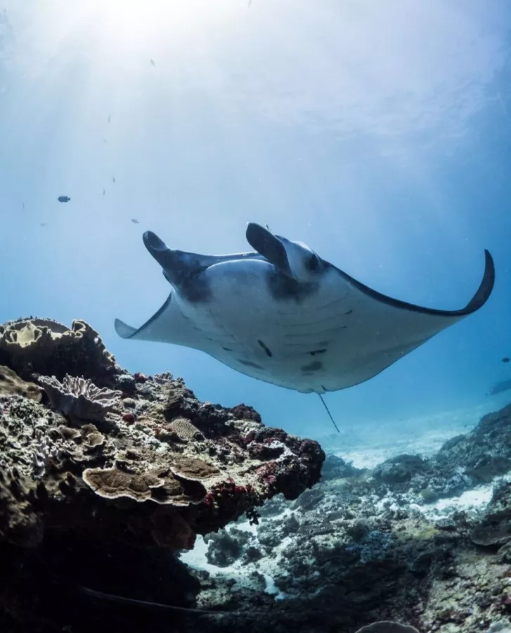 Центр Дайвинга Dive Concepts Pemuteran в Бали: Дайвинг, Сноркелинг , Акваланг, Scuba diving , Diving , Snorkeling , Погружение,