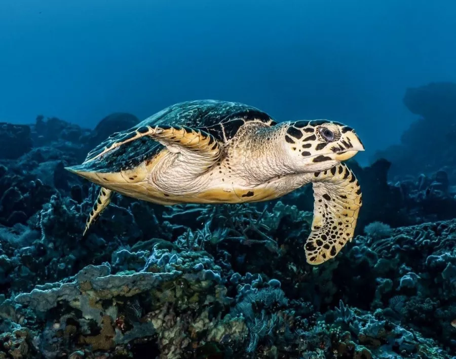 Центр Дайвинга Dive Concepts Pemuteran в Бали: Дайвинг, Сноркелинг , Акваланг, Scuba diving , Diving , Snorkeling , Погружение,