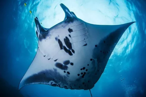 Центр Дайвинга Kriss Bali Diving в Бали