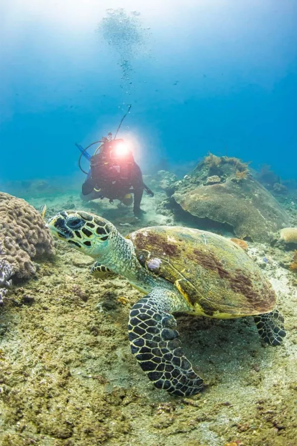 Центр Дайвинга Kriss Bali Diving в Бали: Дайвинг, Погружение, Акваланг, Сноркелинг, Snorkeling , Scuba diving , Diving,