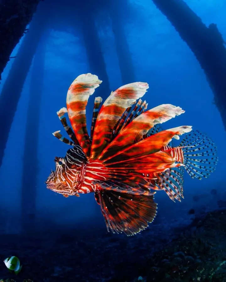 Центр Дайвинга Kriss Bali Diving в Бали: Дайвинг, Погружение, Акваланг, Сноркелинг, Snorkeling , Scuba diving , Diving,