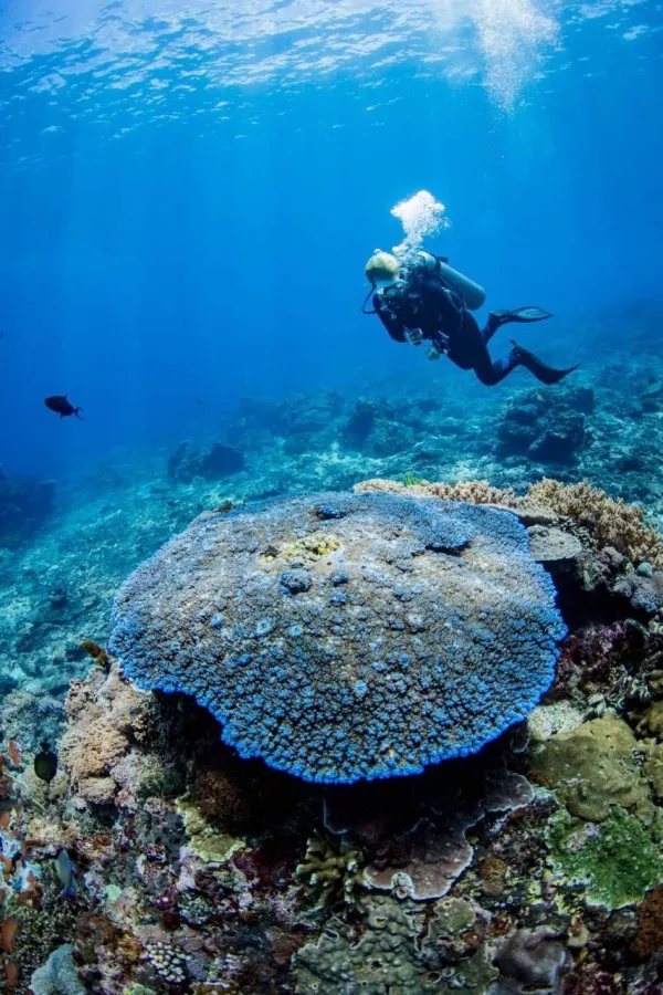 Центр Дайвинга Kriss Bali Diving в Бали: Дайвинг, Погружение, Акваланг, Сноркелинг, Snorkeling , Scuba diving , Diving,