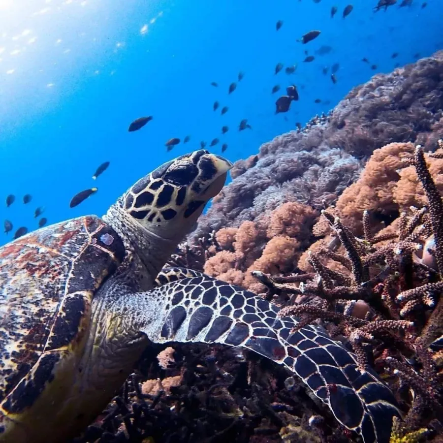 Центр Дайвинга Planet Bali Dive на Бали