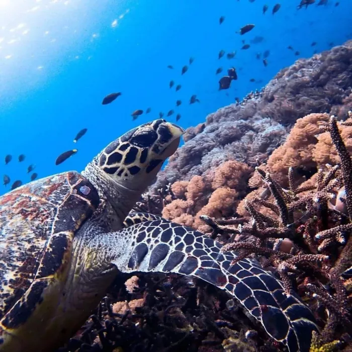 Центр Дайвинга Planet Bali Dive в Бали