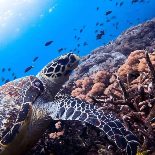 Центр Дайвинга Planet Bali Dive в Бали