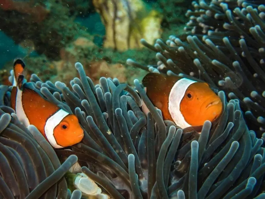 Центр Дайвинга Planet Bali Dive в Бали: Дайвинг , Погружение , Акваланг , Сноркелинг , Diving , Snorkeling , Scuba diving ,