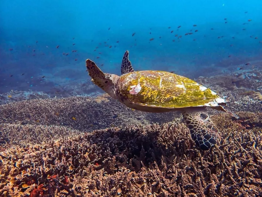 Центр Дайвинга Planet Bali Dive в Бали: Дайвинг , Погружение , Акваланг , Сноркелинг , Diving , Snorkeling , Scuba diving ,