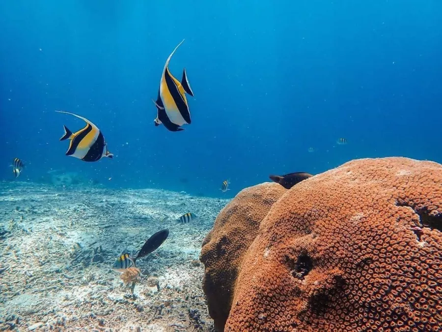 Центр Дайвинга Planet Bali Dive в Бали: Дайвинг , Погружение , Акваланг , Сноркелинг , Diving , Snorkeling , Scuba diving ,