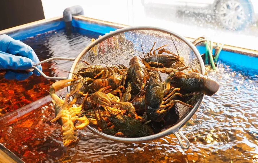 Магазин Море рыбы на Малиновского в Ростове-на-Дону: Покушать, Морепродукты, Деликатесы, Рыба, Банные закуски, Икорный магазин, Фишмаркет,