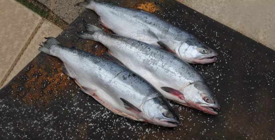 Магазин морепродуктов Сахалин рыба в Санкт-Петербурге: Еда, Морепродукты, Рыба,