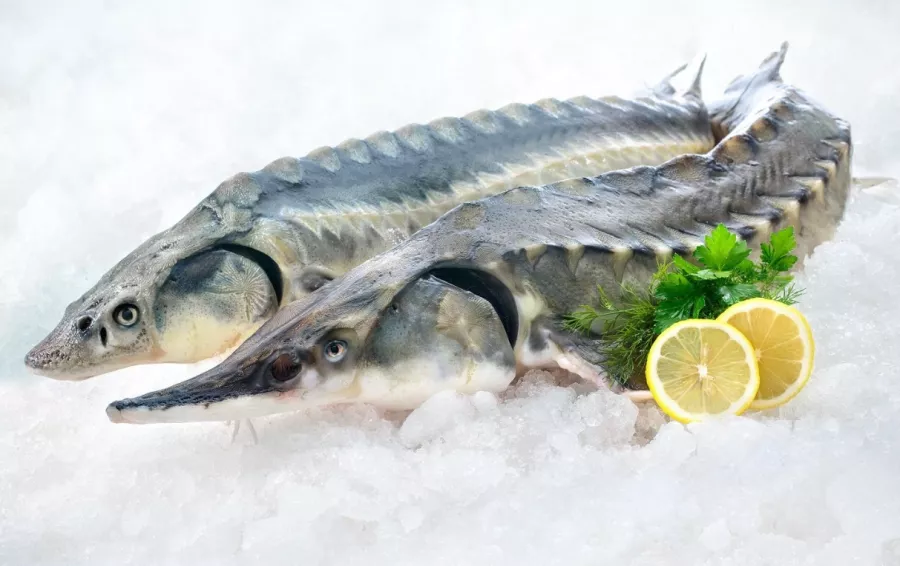 Магазин Карельская форель на Петергофском шоссе в Санкт-Петербурге: Еда, Морепродукты, Рыба,