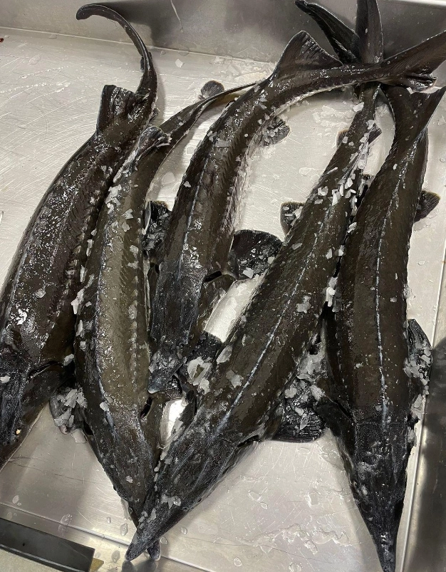 Магазин Карельская форель на Петергофском шоссе в Санкт-Петербурге: Еда, Морепродукты, Рыба,